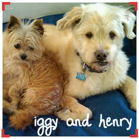 henry and iggy